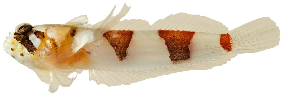 ภาพประกอบของ ปลา rubrocinctus (Platygillellus rubrocinctus)