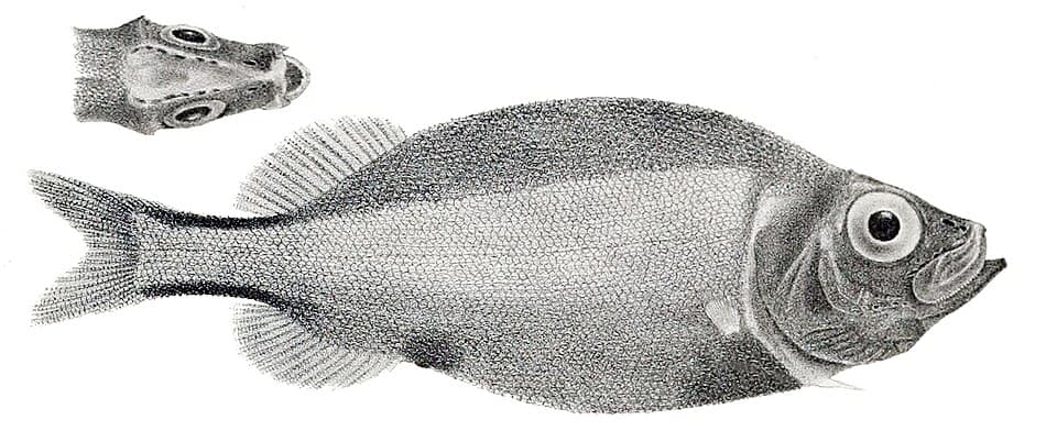 ภาพประกอบของ ปลา apus (Platytroctes apus)