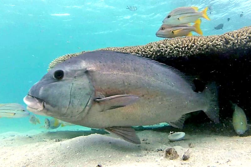 ภาพประกอบของ ปลาสร้อยนกเขาน้ำเงิน (Plectorhinchus caeruleonothus)