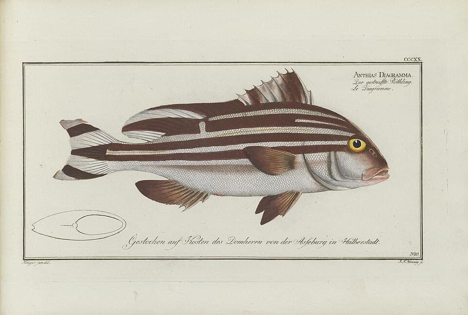 ภาพประกอบของ ปลาสร้อยนกเขา diagrammus (Plectorhinchus diagrammus)