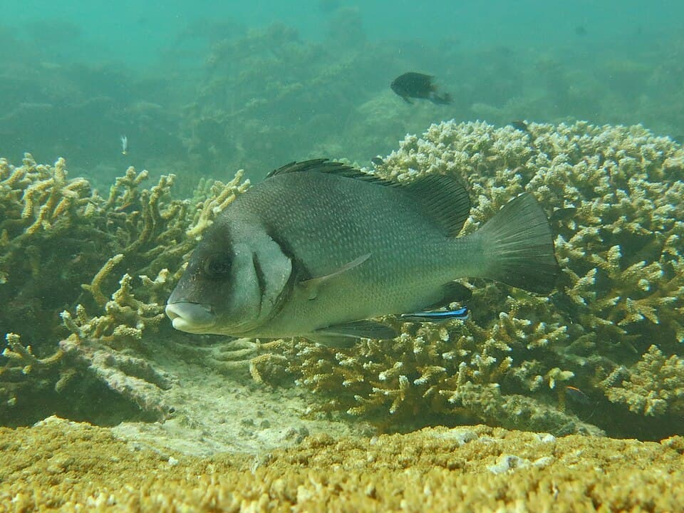 ภาพประกอบของ ปลาสร้อยนกเขาน้ำตาล (Plectorhinchus gibbosus)