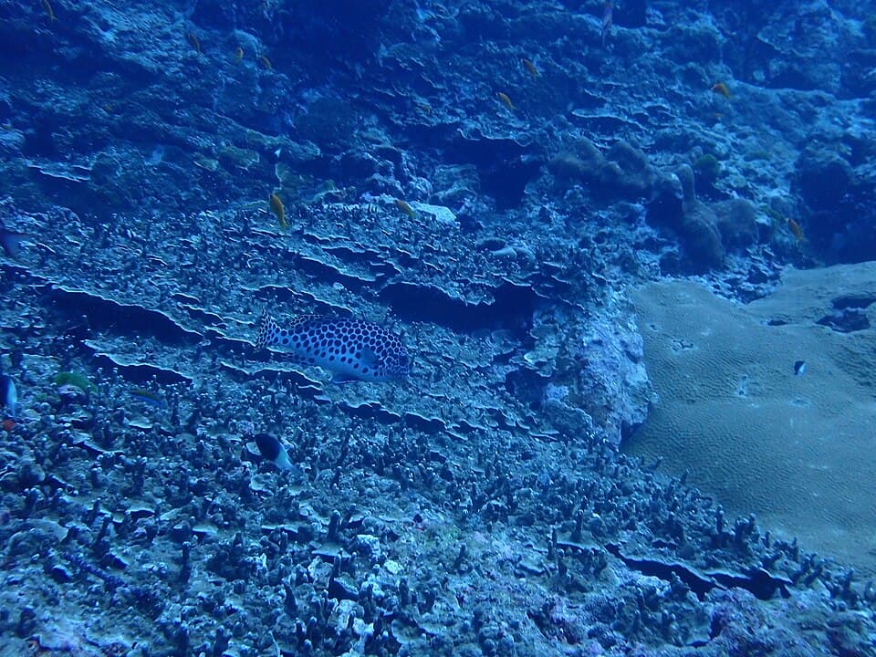 ภาพประกอบของ ปลาสร้อยนกเขาอันดามัน (Plectorhinchus macrospilus)