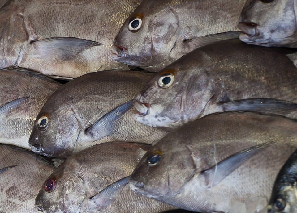 ภาพประกอบของ ปลาสร้อยนกเขา mediterraneus (Plectorhinchus mediterraneus)