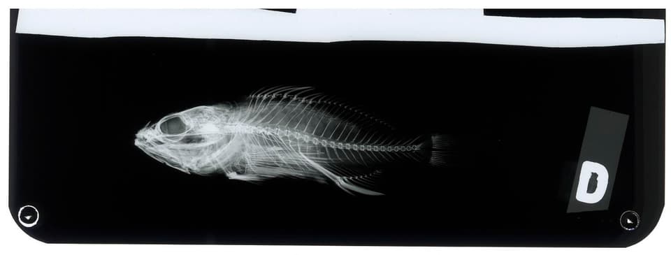 ภาพประกอบของ ปลานางฟ้าแคระ cirrhitoides (Plectranthias cirrhitoides)