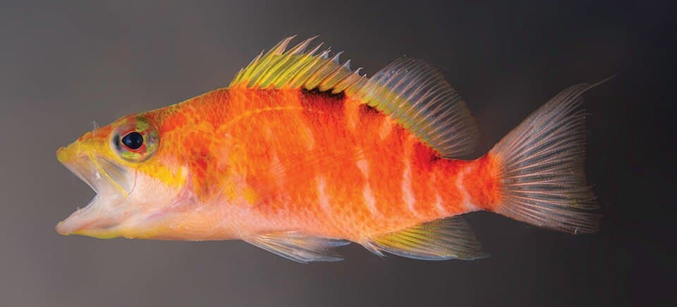ภาพประกอบของ ปลานางฟ้าแคระ hinano (Plectranthias hinano)