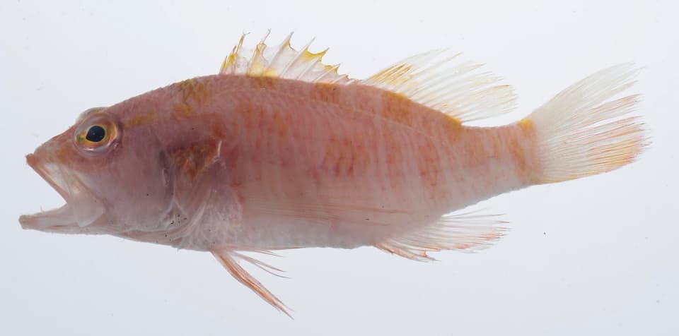 ภาพประกอบของ ปลานางฟ้าแคระ japonicus (Plectranthias japonicus)