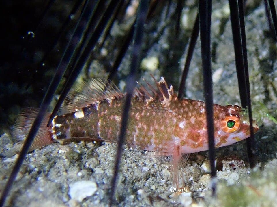 ภาพประกอบของ ปลานางฟ้าแคระ nanus (Plectranthias nanus)