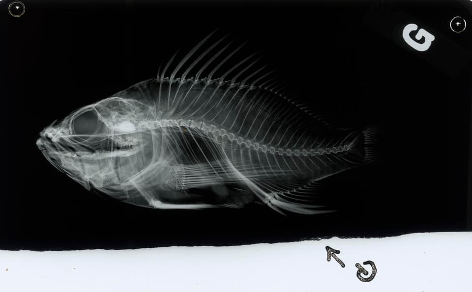 ภาพประกอบของ ปลานางฟ้าแคระ vexillarius (Plectranthias vexillarius)