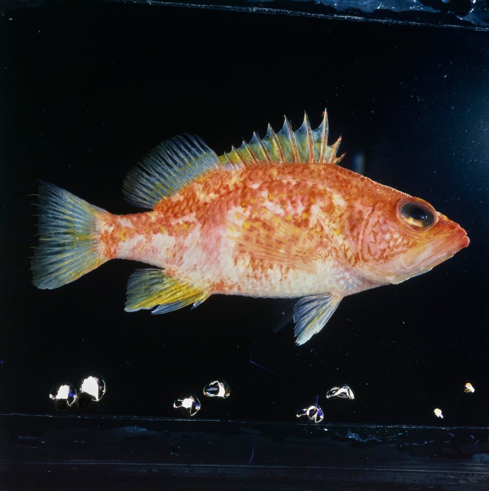 ภาพประกอบของ ปลานางฟ้าแคระลายจุด (Plectranthias wheeleri)