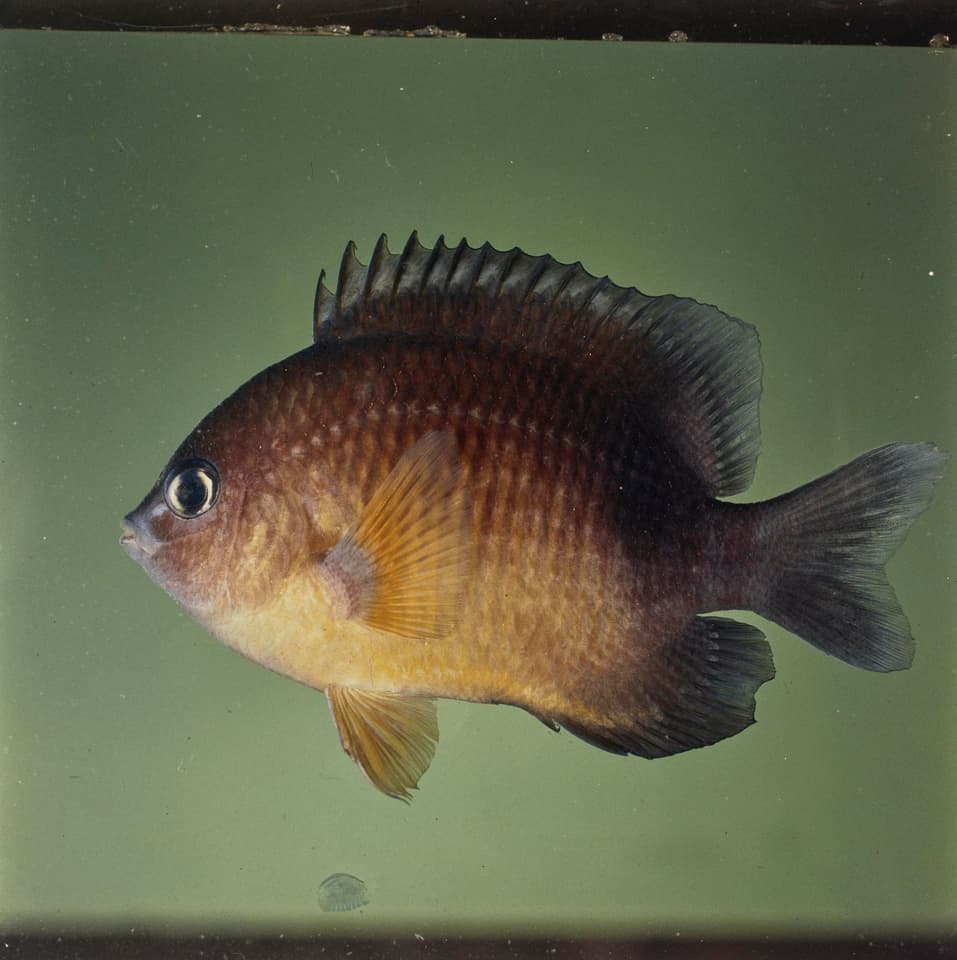 ภาพประกอบของ ปลาสลิดหิน flaviventris (Plectroglyphidodon flaviventris)