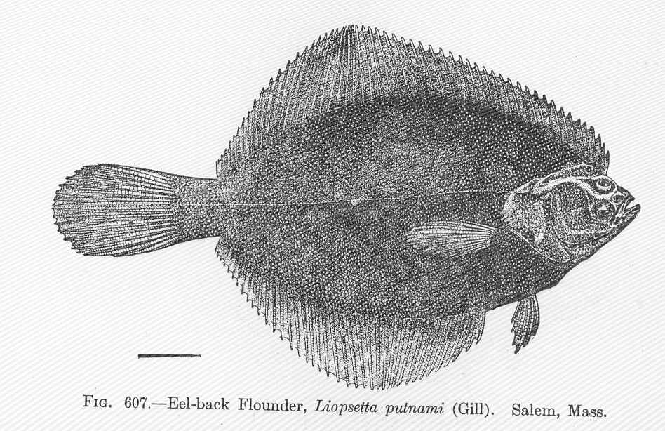 ภาพประกอบของ ปลา putnami (Pleuronectes putnami)