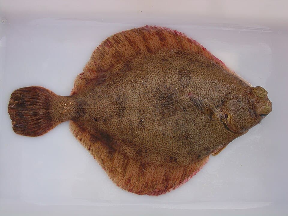 ภาพประกอบของ ปลา decurrens (Pleuronichthys decurrens)