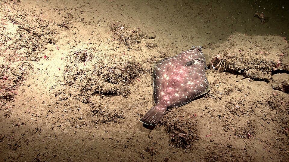 ภาพประกอบของ ปลา ritteri (Pleuronichthys ritteri)