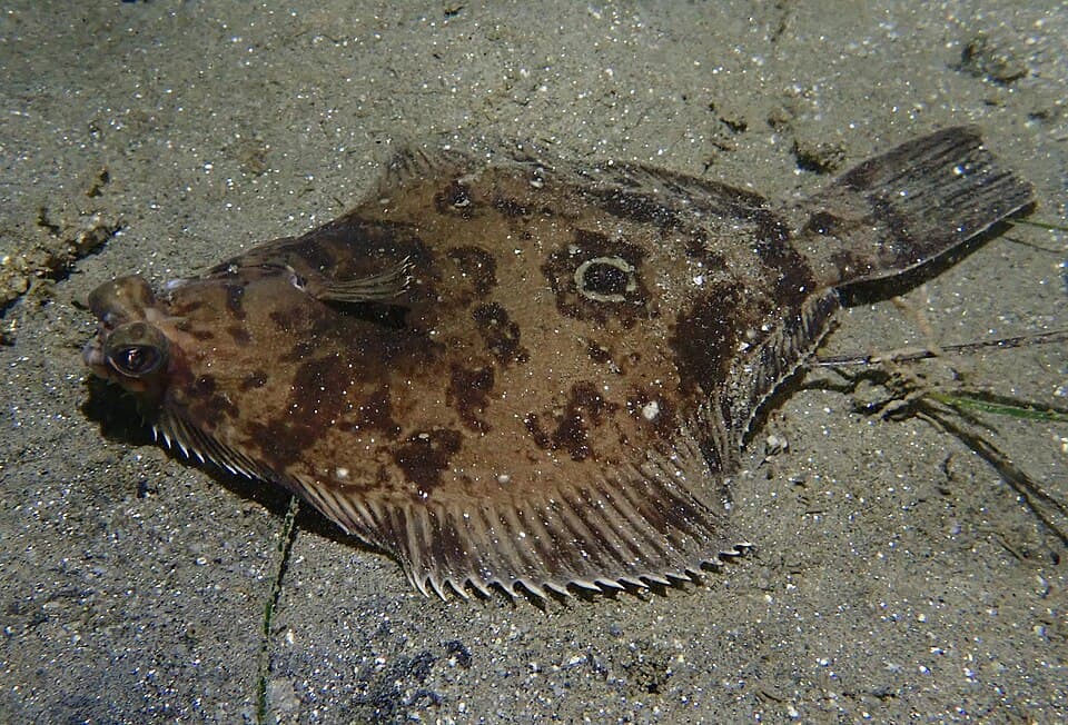 ภาพประกอบของ ปลา verticalis (Pleuronichthys verticalis)