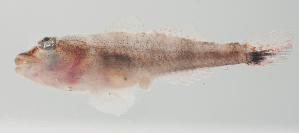 ภาพประกอบของ ปลาบู่ australis (Pleurosicya australis)