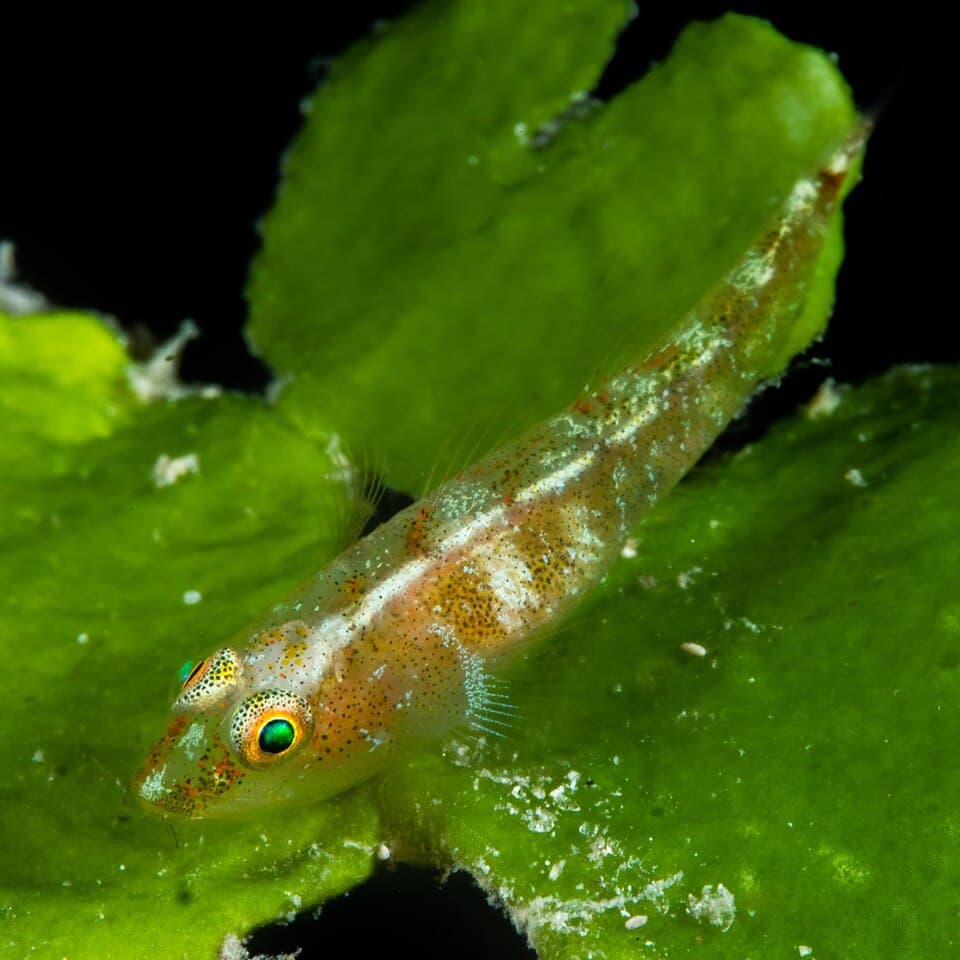 ภาพประกอบของ ปลาบู่ผีบู่ (Pleurosicya bilobata)