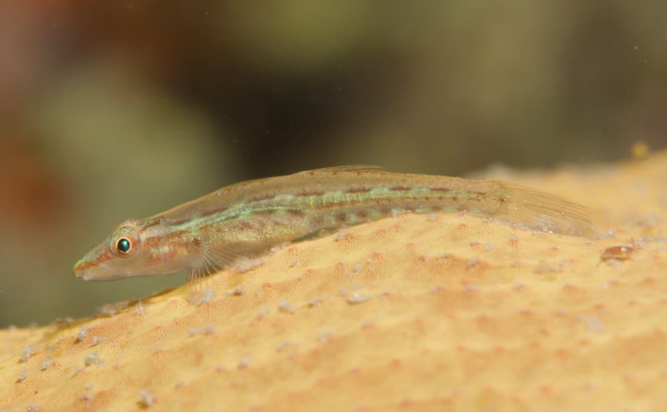 ภาพประกอบของ ปลาบู่บู่ (Pleurosicya elongata)