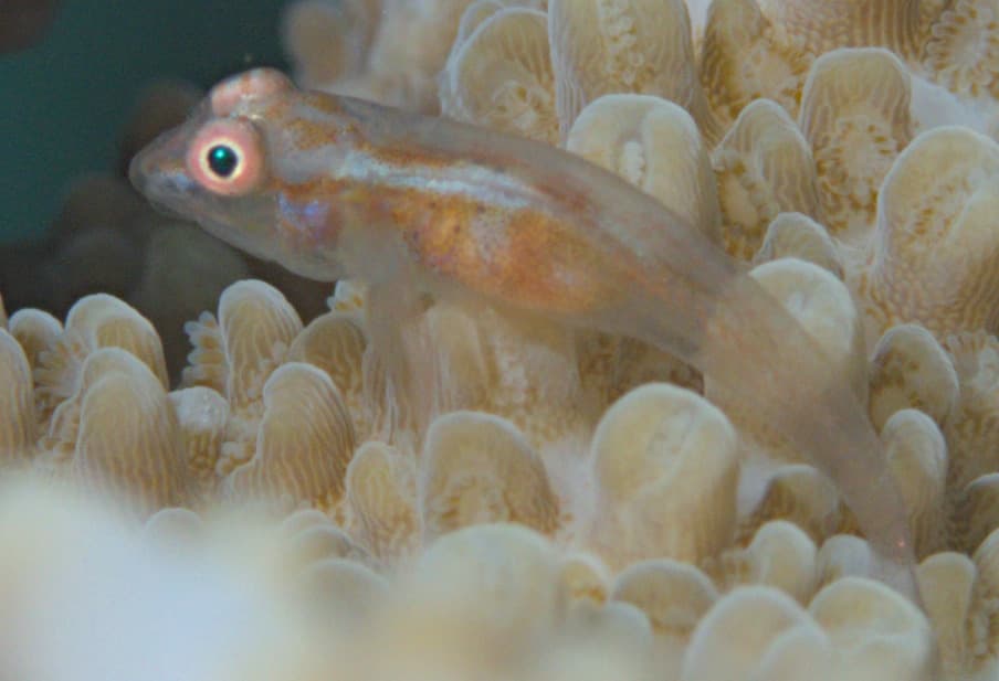 ภาพประกอบของ ปลาบู่ fringilla (Pleurosicya fringilla)