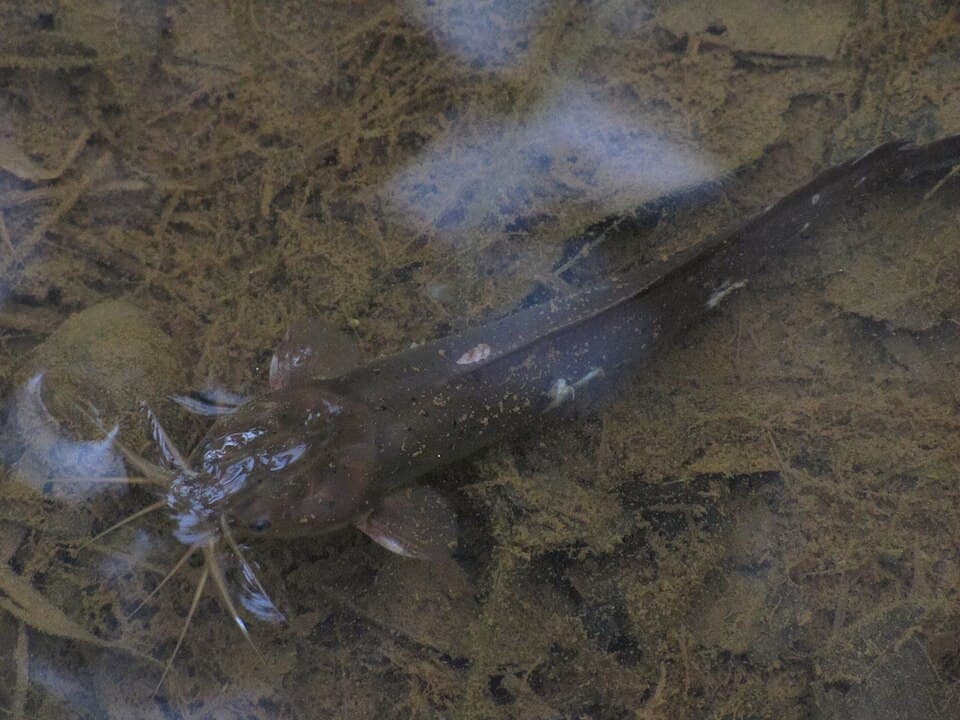 ภาพประกอบของ ปลา canius (Plotosus canius)