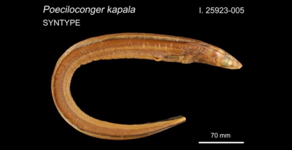 ภาพประกอบของ ปลา kapala (Poeciloconger kapala)