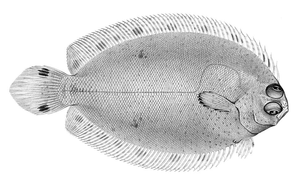 ภาพประกอบของ ปลา hawaiiensis (Poecilopsetta hawaiiensis)