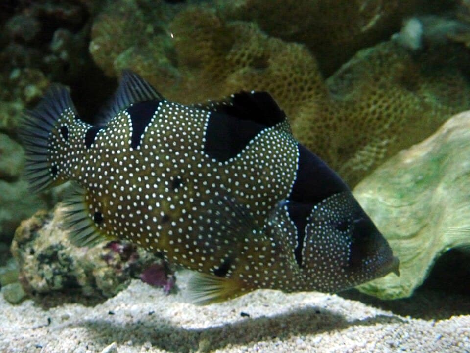 ภาพ ปลากะรังหนวด (Pogonoperca punctata)