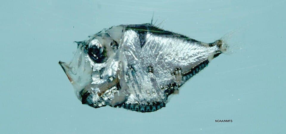 ภาพประกอบของ ปลา asteroides (Polyipnus asteroides)