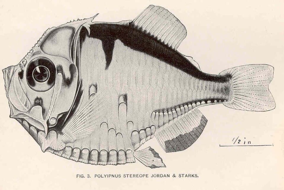 ภาพประกอบของ ปลา stereope (Polyipnus stereope)