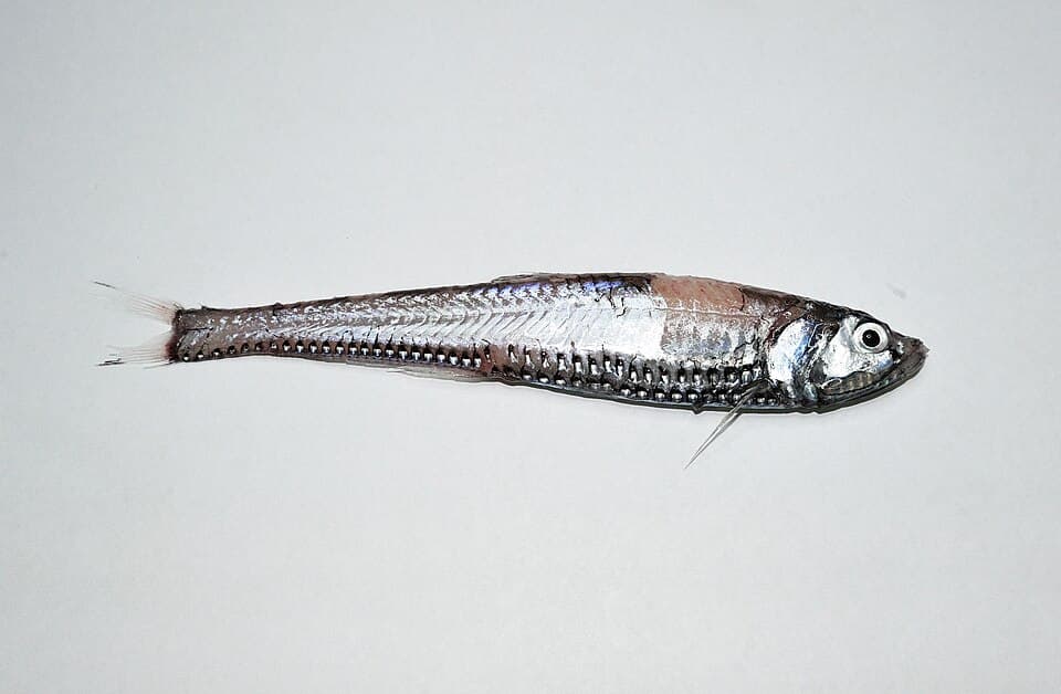 ภาพประกอบของ ปลา thaeocoryla (Polymetme thaeocoryla)