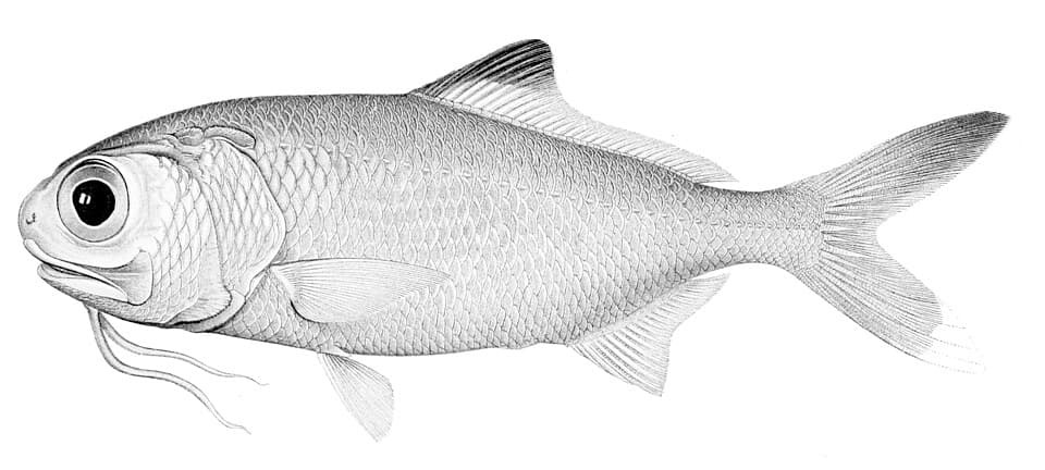 ภาพประกอบของ ปลา berndti (Polymixia berndti)