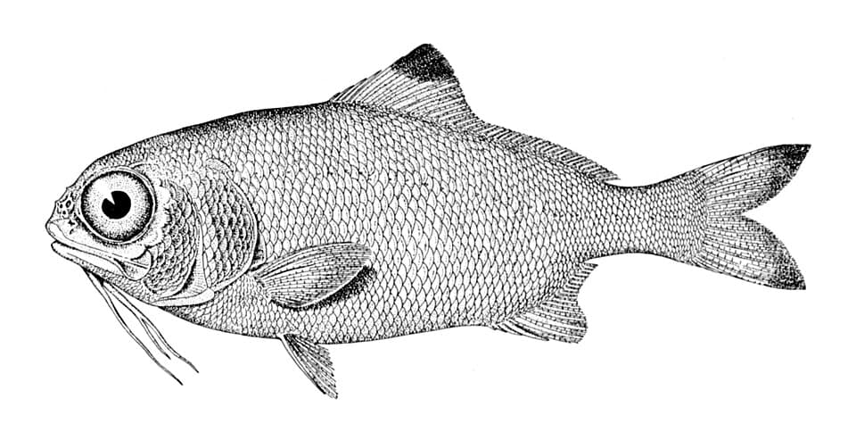 ภาพประกอบของ ปลา nobilis (Polymixia nobilis)