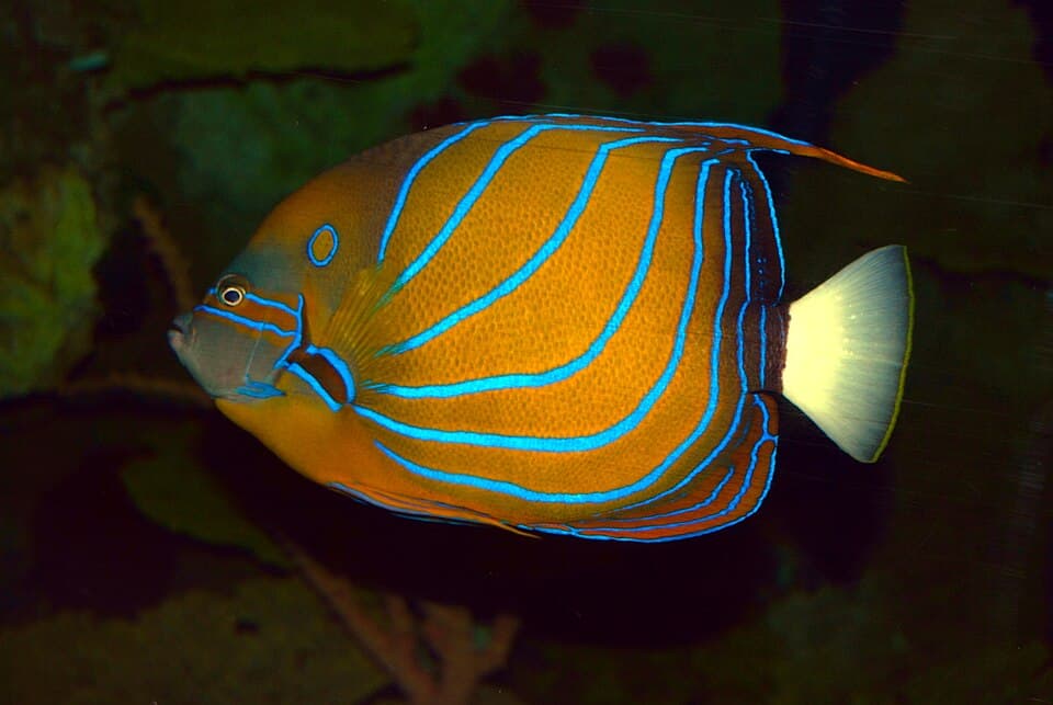 ภาพ ปลาสินสมุทรวงแหวน (Pomacanthus annularis)