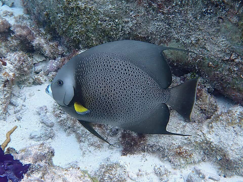 ภาพ ปลาสินสมุทรเทาแอตแลนติก (Pomacanthus arcuatus)