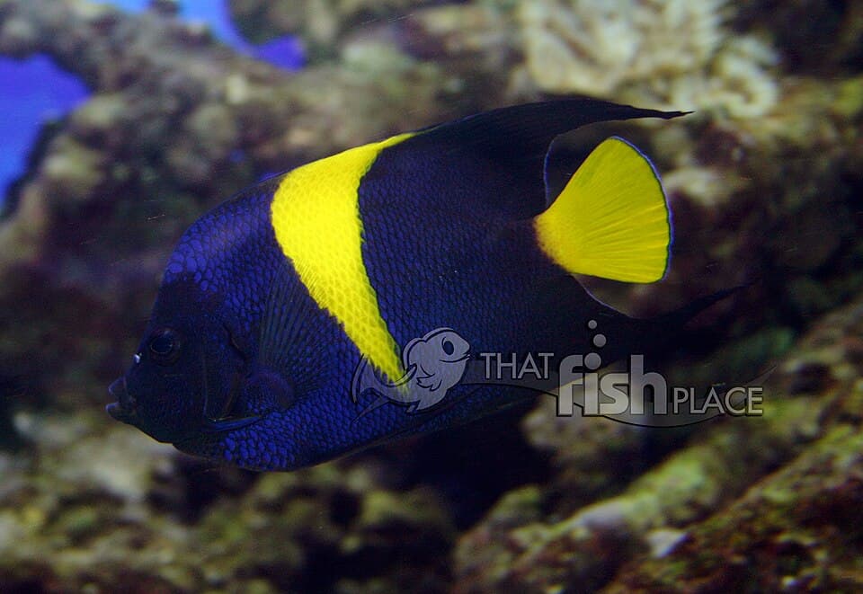 ภาพ ปลาสินสมุทรอาระเบีย (Pomacanthus asfur)