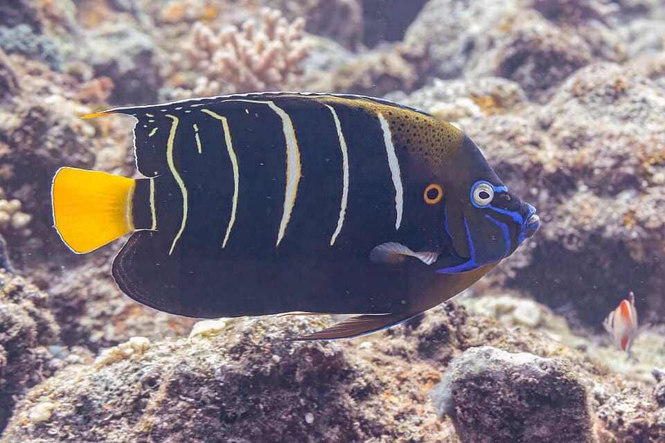 ภาพประกอบของ ปลาสินสมุทร chrysurus (Pomacanthus chrysurus)