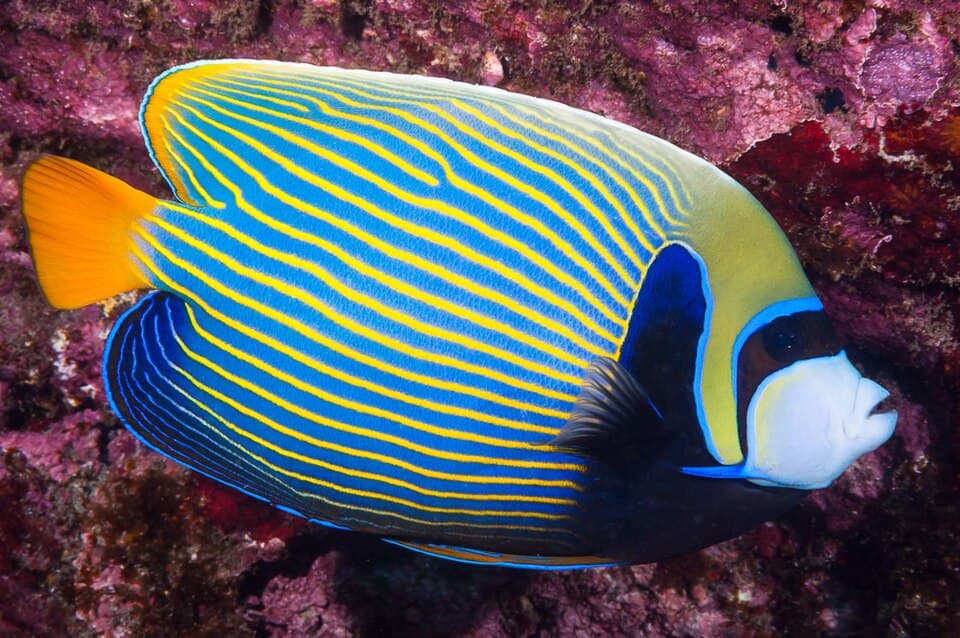 ภาพ ปลาสินสมุทรจักรพรรดิ (Pomacanthus imperator)