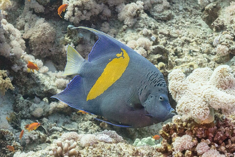 ภาพ ปลาสินสมุทร maculosus (Pomacanthus maculosus)