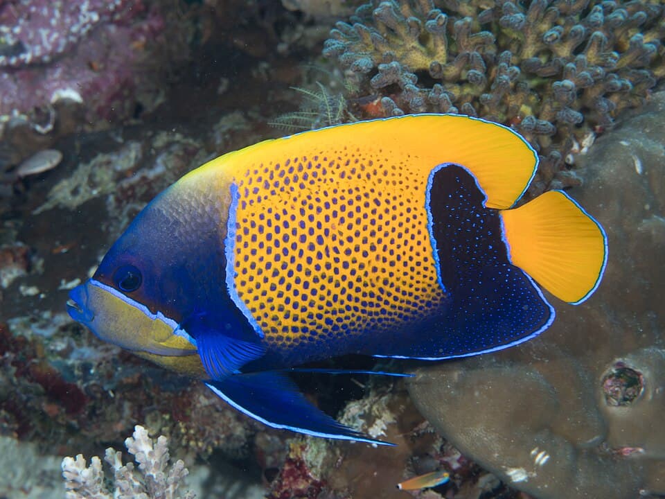 ภาพ ปลาสินสมุทรฟ้าเหลือง (Pomacanthus navarchus)