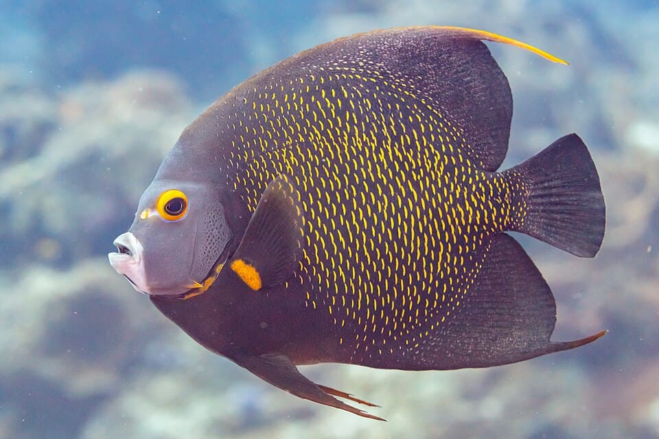 ภาพ ปลาสินสมุทรฝรั่งเศส (Pomacanthus paru)