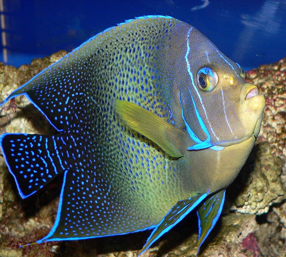 ภาพ ปลาสินสมุทรลายบั้ง (Pomacanthus semicirculatus)