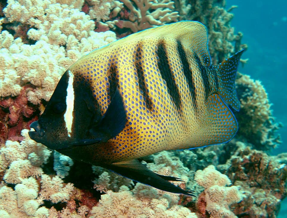 ภาพ ปลาสินสมุทรหกแถบ (Pomacanthus sexstriatus)