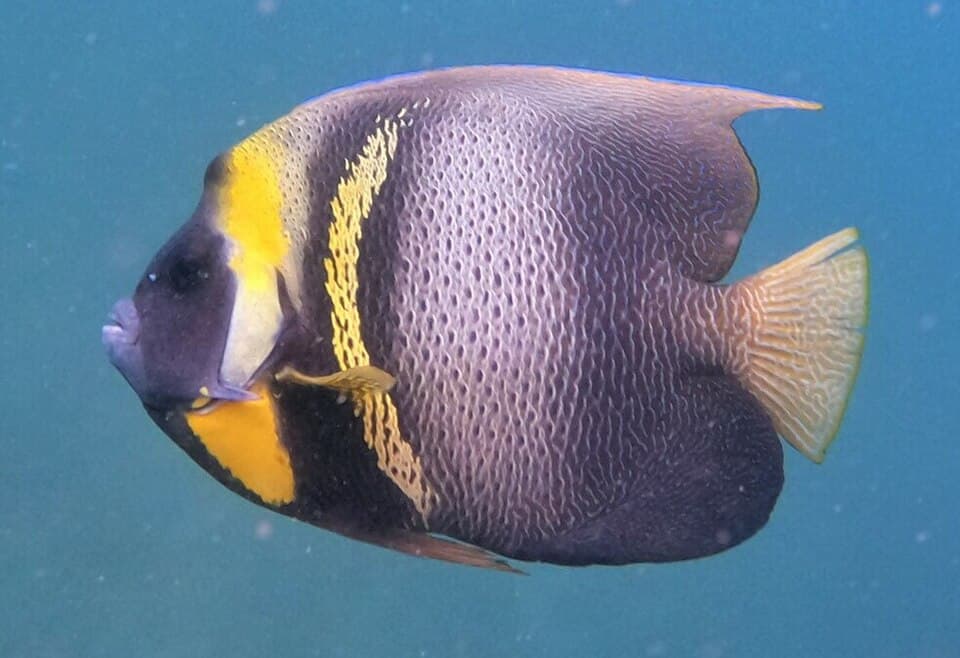 ภาพ ปลาสินสมุทร zonipectus (Pomacanthus zonipectus)