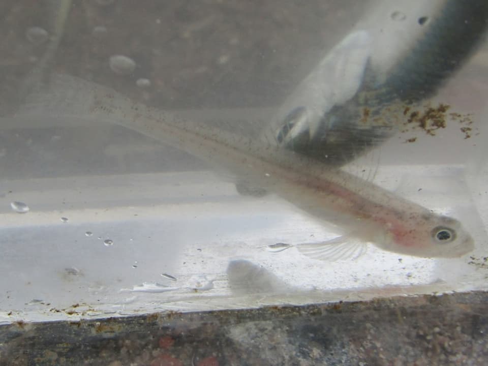 ภาพประกอบของ ปลาบู่บู่ (Pomatoschistus lozanoi)