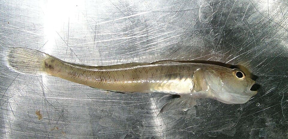 ภาพประกอบของ ปลาบู่ธรรมดาบู่ (Pomatoschistus minutus)