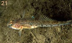 ภาพประกอบของ ปลาบู่บู่ (Pomatoschistus norvegicus)