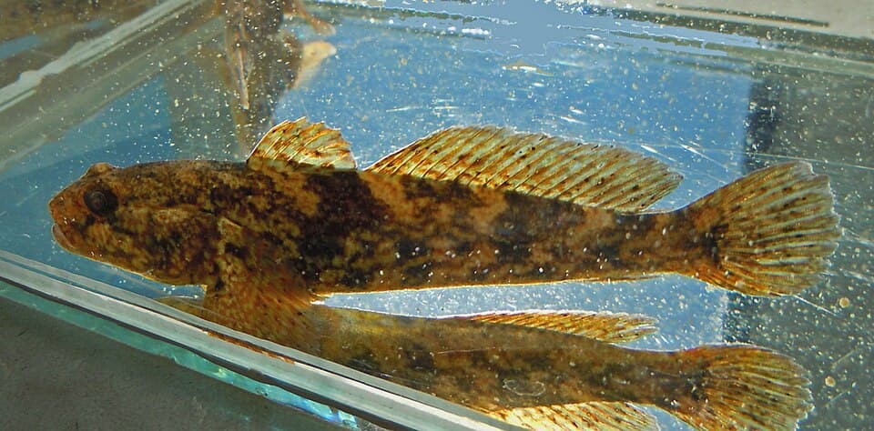 ภาพประกอบของ ปลาบู่บู่ (Ponticola eurycephalus)