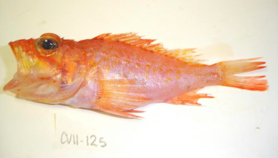 ภาพประกอบของ ปลาแมงป่อง accraensis (Pontinus accraensis)