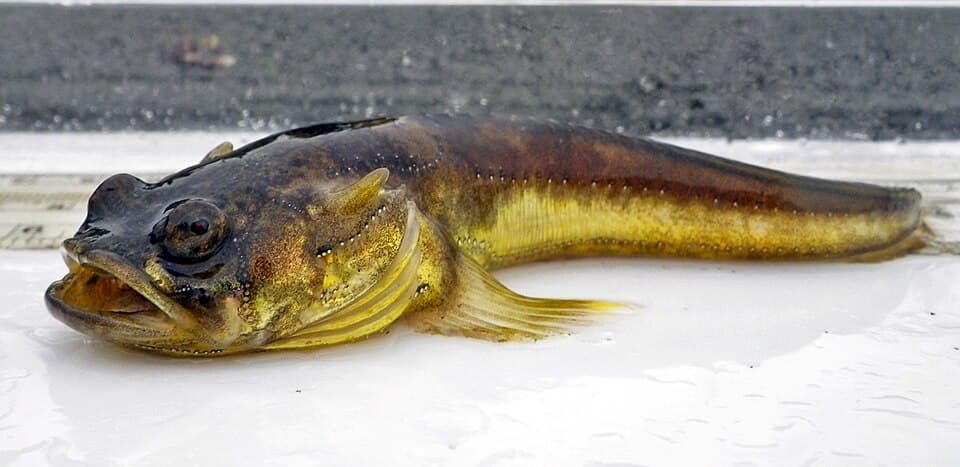ภาพประกอบของ ปลา notatus (Porichthys notatus)