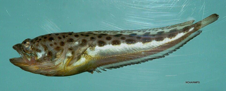 ภาพประกอบของ ปลา plectrodon (Porichthys plectrodon)