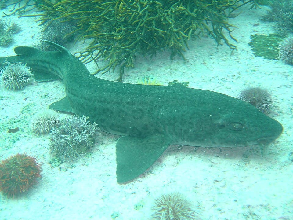 ภาพประกอบของ ปลา pantherinum (Poroderma pantherinum)